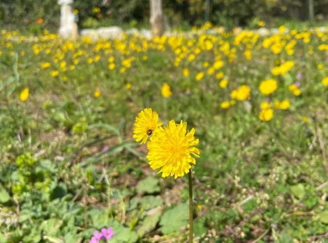 Ruby Case de vacanță Sveti Jakov