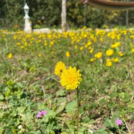 Ruby Vakantiehuis Sveti Jakov